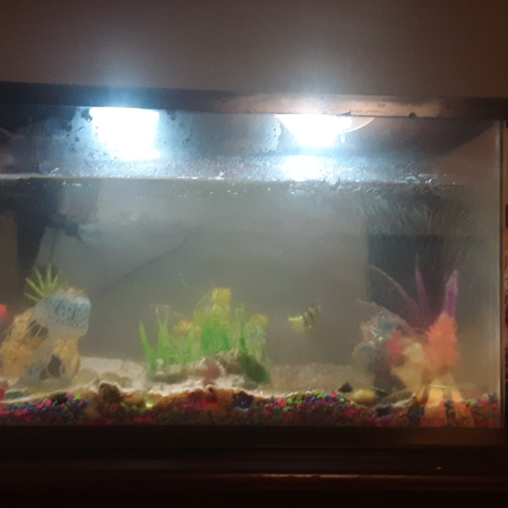 Fish tank